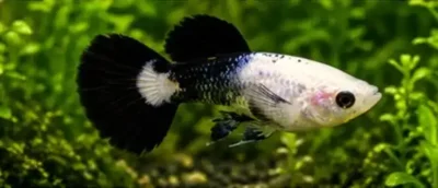 panda guppy