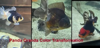panda oranda changing colors