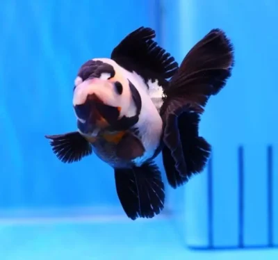 panda oranda