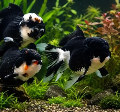 panda orandas