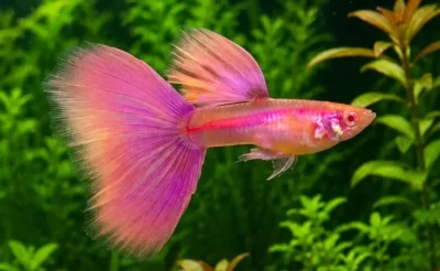 pink fire guppy