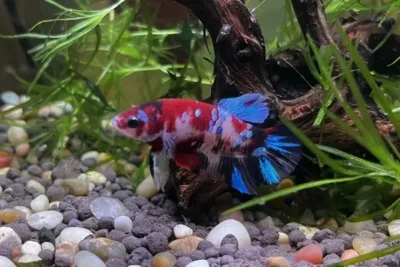 plakat betta