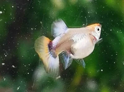 pregnant guppy