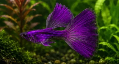 purple guppy 
