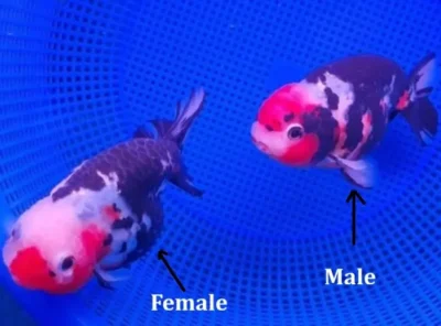 ranchu male vs female 