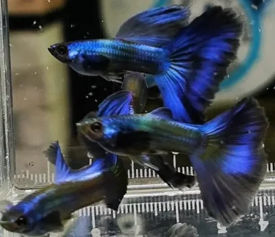rare electric blue guppy 