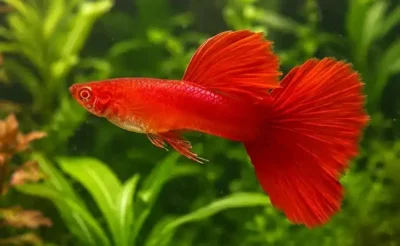 real red eye guppy