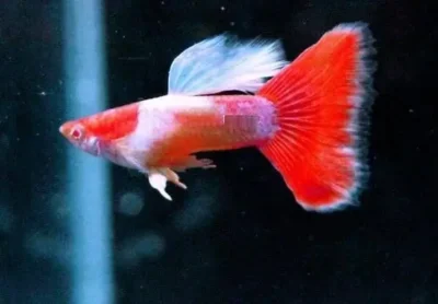 red and white guppy 