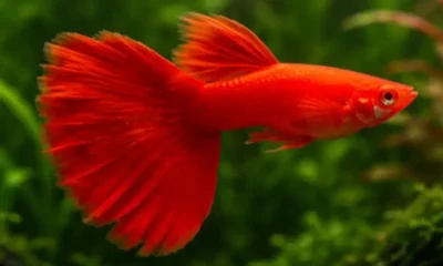 red guppy 