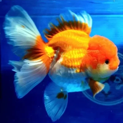 short body oranda