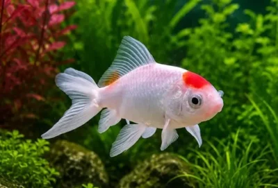 Wakin Goldfish