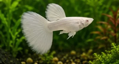 white guppy 
