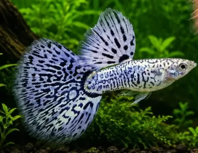 white tiger guppy
