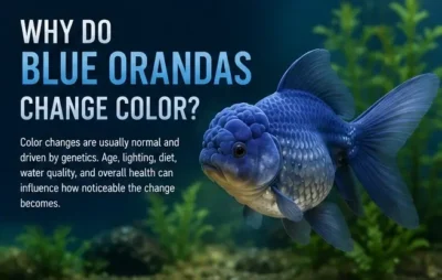 why do blue oranda change color
