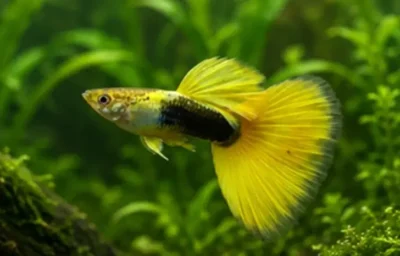 yellow Guppy