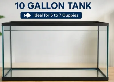 10 gallon tank 