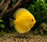 Discus