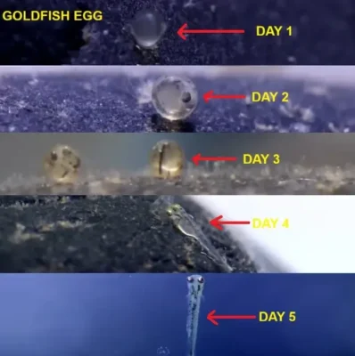 Goldfish Egg Development From Day 1 to Day 5 