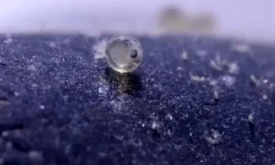 Goldfish Egg day 2 