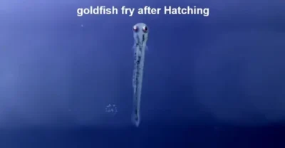 Goldfish Fry just after hatching out