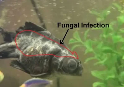 Goldfish Fungal infection
