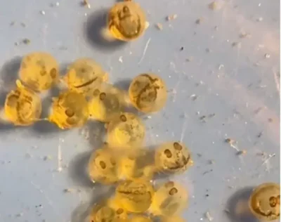 Goldfish eggs day 3