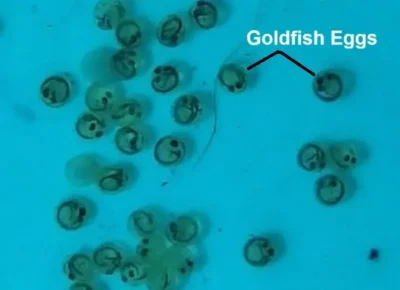 Goldfish eggs