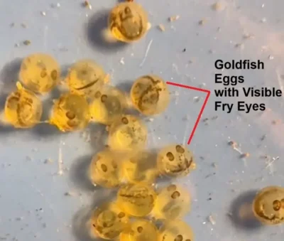 Goldfish eggs close up with visible fry eyes