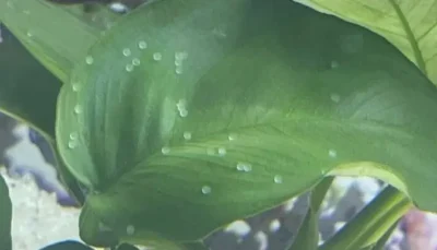 Goldfish eggs day 1 