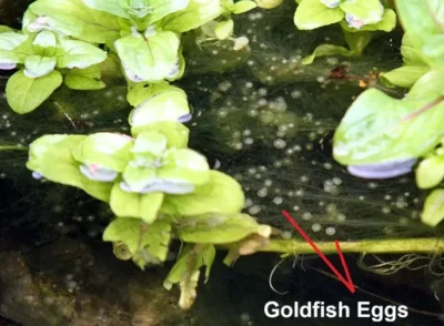 Goldfish eggs in Pond 