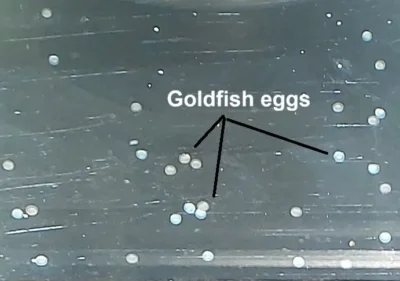 Goldfish eggs in tank 