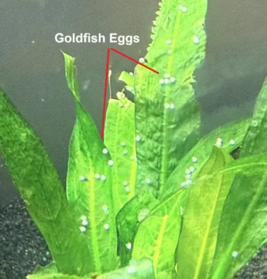 Goldfish eggs on Plants 