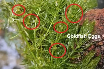 Goldfish eggs on Plants scattered 