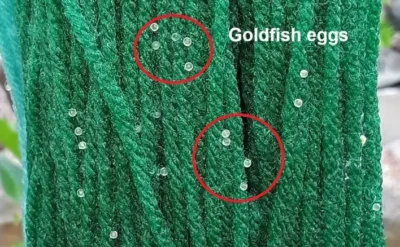 Goldfish eggs on spawning mop