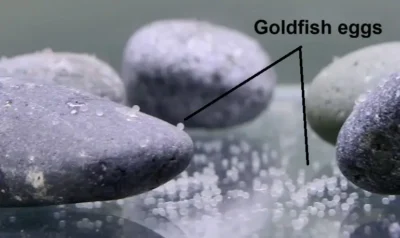 Goldfish eggs scattered in tank 