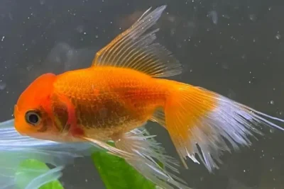 Goldfish with fin rot