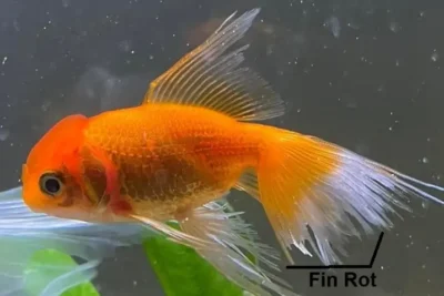 Goldfish with fin rot