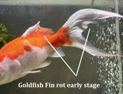 Goldfish fin rot early stage