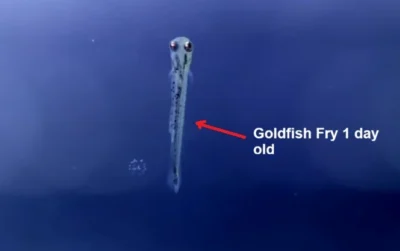 Goldfish fry 1 day old