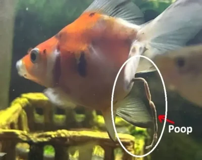 Goldfish poop