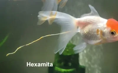 Goldfish with Hexamita disease showing stringy feces