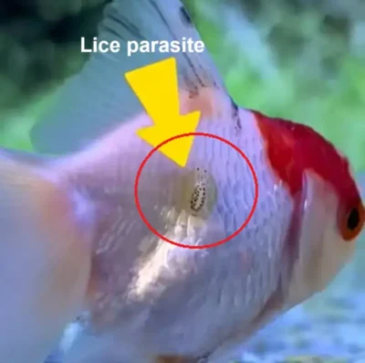 Goldfish with Lice attached