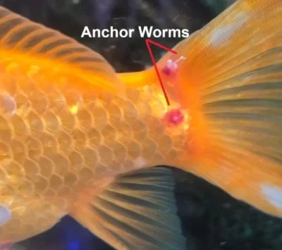 Goldfish-with-anchor-worms 