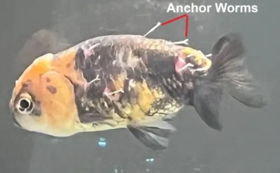 Goldfish with anchor worms 