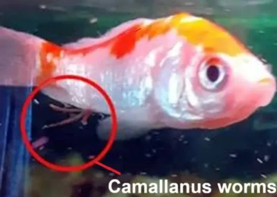 Goldfish with camallanus worms 