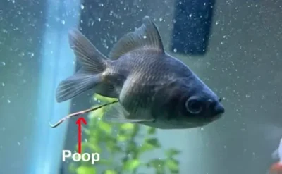 Goldfish with poop attached 