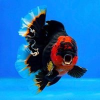 Goldfish