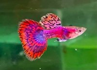 Guppies