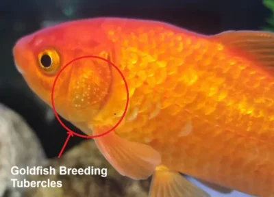 Male Goldfish Breeding tubercles