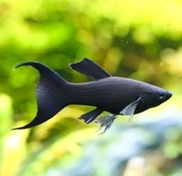 Molly Fish